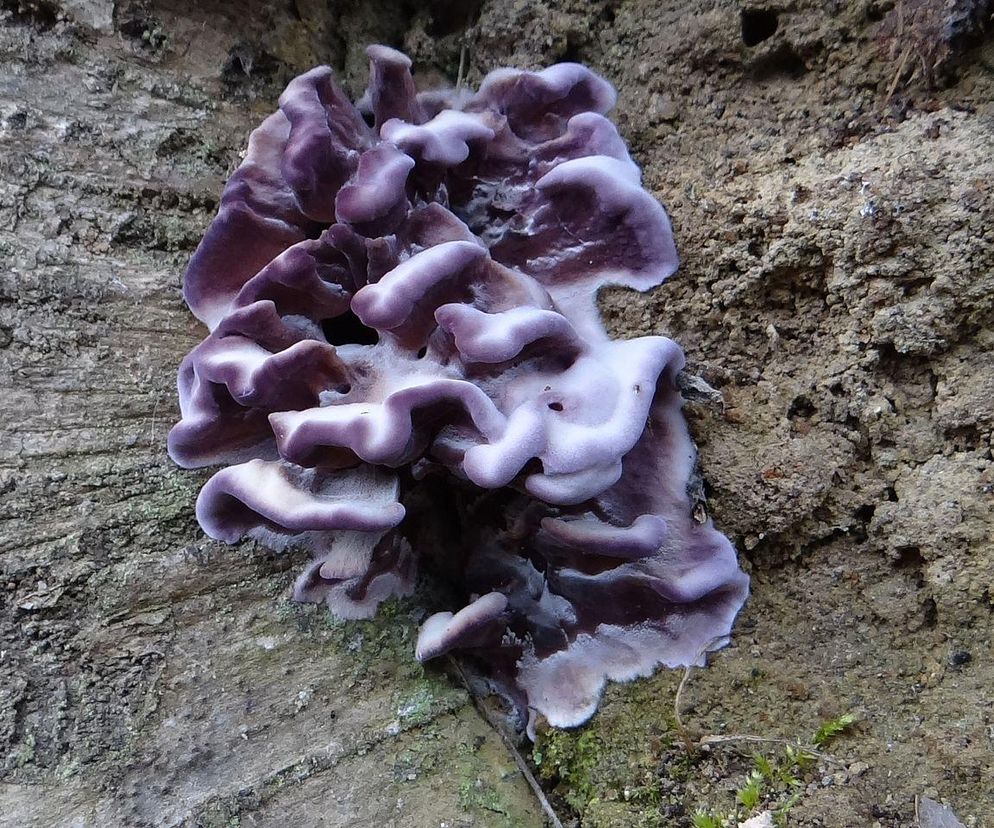 W Polsce można go spotkać w każdym lesie. Po raz pierwszy zainfekował człowieka