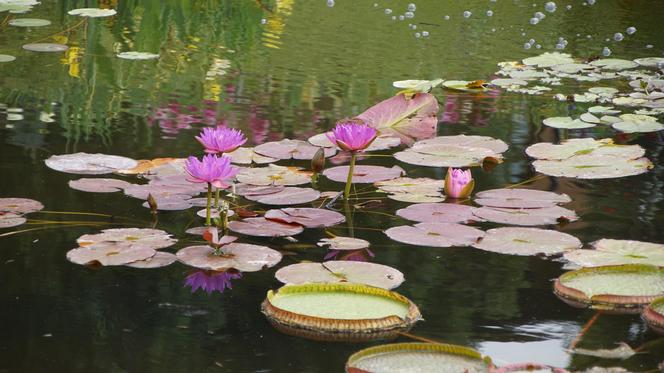 To jeden z najpiękniejszych ogrodów botanicznych w Polsce. Znajduje się na Dolnym Śląsku 