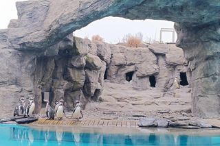 Kowalski, Rico, Szeregowy i Skipper szczerzyli ząbki. Pingwiny z Chorzowa wróciły do zoo