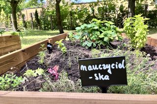 Grządka nauczycielka