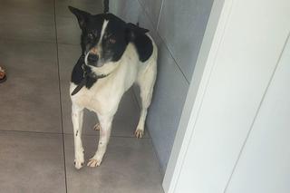 Kalisz. W zamian za majątek, mieli zająć się psem seniorki! Kodi przeszedł przez piekło