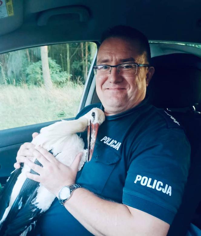 Tym razem bocian! I Dr Dolittle z ostrowskiej policji ratuje kolejne zwierzęta