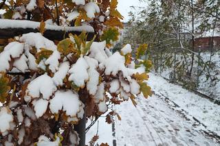 Wrocław pod śniegiem. Trudne warunki na drogach, korki, opóźnienia i awarie