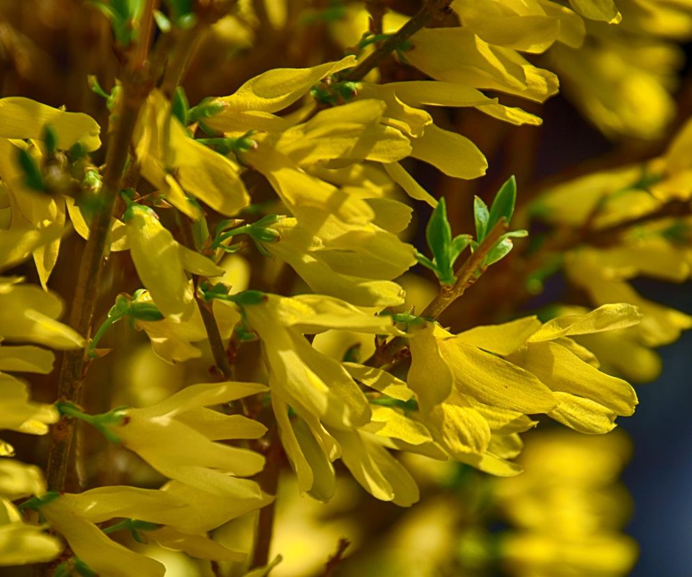 Te wiosenne kwiaty obniżają cukier i wspierają odporność. Parz je jak herbatę