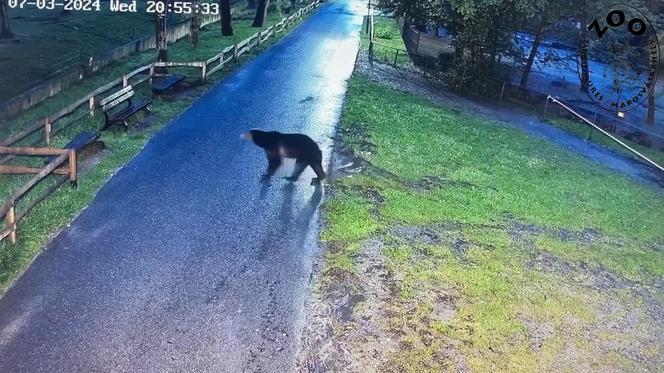 Szok! Niedźwiedź wdarł się do zoo i atakował zwierzęta. Wideo w sieci