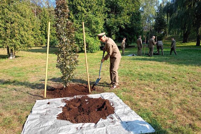 Trzy młode buki purpurowe na Skwerze Leśników Polskich wspólnie zasadzili pracownicy Nadleśnictwa Siedlce i Lasów Państwowych, władze miasta Siedlce i radni.