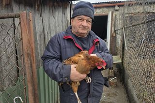 Ktoś kradnie i morduje kury