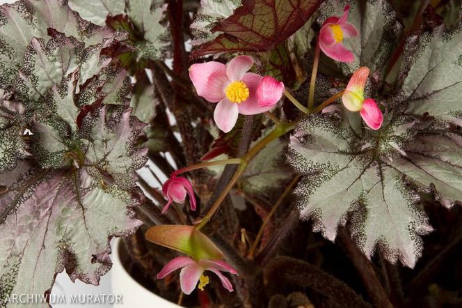 Begonia królewska