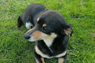 „Czy te oczy mogą kłamać?”. Na pewno nie! Zobacz milusińskich naszych Czytelników! Zakochasz się od pierwszego wejrzenia. Zobacz