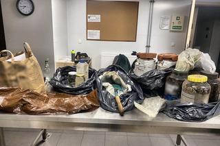 Akcja kryminalnych w lesie pod Toruniem. 44-latek zakopał tam narkotyki