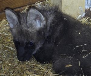 Wilki grzywiaste w Śląskim Ogrodzie Zoologicznym. W styczniu na świat przyszły trzy samiczki