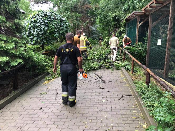 Nawałnica zniszczyła Zoo Płock! Placówka zamknięta! Co ze zwierzętami? [ZDJĘCIA]