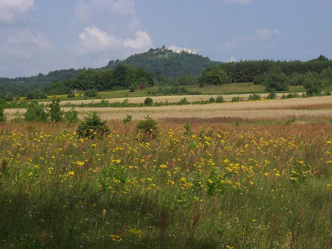 Góra Zborów (462 m n.p.m.)