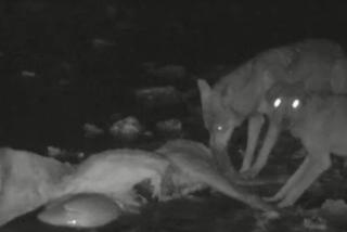 Romantyczna kolacyjka: Fotopułapka uchwyciła wilki ucztujące w pobliżu pola namiotowego w Cisnej