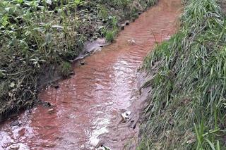 Plaga egipska spadła na Kraków? Rzeka zmieniła kolor na czerwony