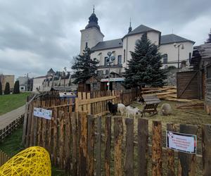 Zagajnik wielkanocny w Będzinie. Można go zobaczyć na Wzgórzu Zamkowym 