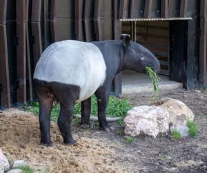 Tapir Willy nowym mieszkańcem Orientarium w Łodzi