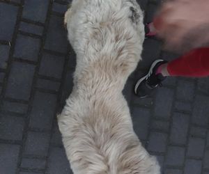 Tak traktowano psa na Podhalu. Właściciel nie zdejmował mu obroży od 12 lat