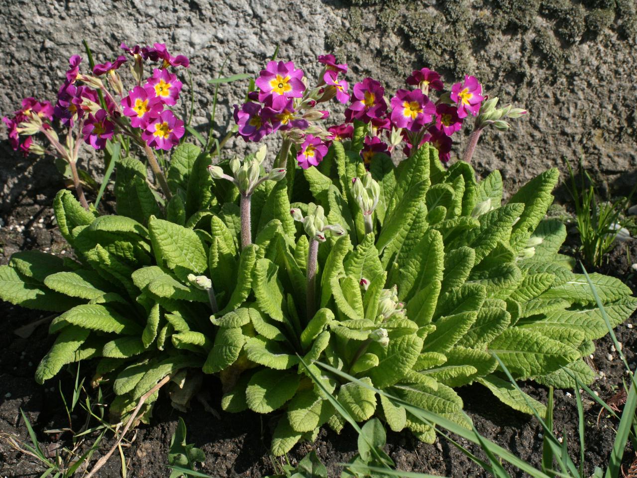 Pierwiosnek wyniosły - Primula elatior