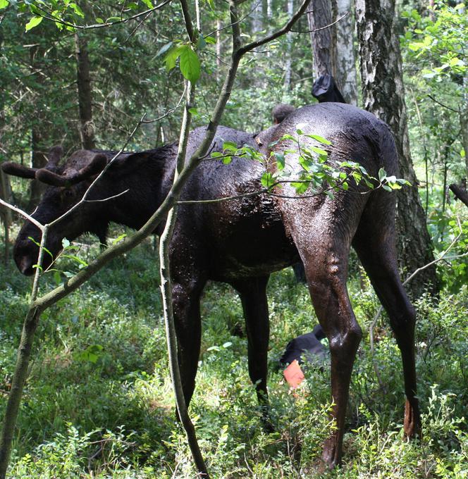 Łoś utknął w bagnie