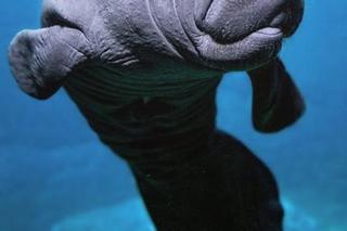 W ZOO Wrocław urodził się mały manat karaibski! To zwierzę to prawdziwy unikat