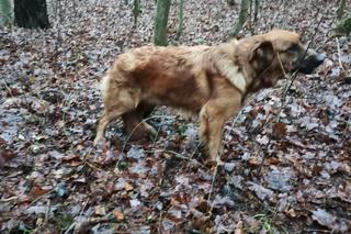 Ktoś przywiązał suczkę do drzewa i zostawił na pewną śmierć! Policja szuka właściciela [ZDJĘCIA]