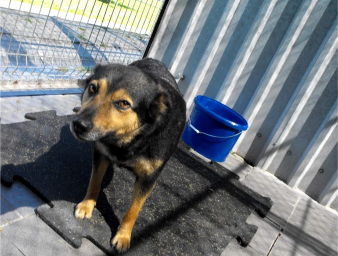 Psy z Radys już w Kędzierzynie-Koźlu! Możesz je adoptować