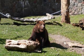 Nie tylko nowe niedźwiadki. Co słychać w zoo Akcent w Białymstoku?