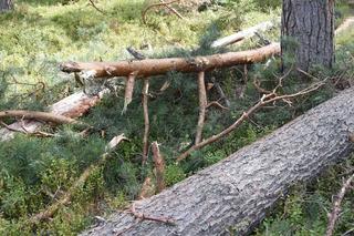 Drzewo przygniotło mężczyznę! Makabryczna śmierć 62-latka