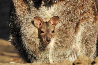 Taraje i kangurzątka. Złoty czas Ogrodu Zoobotanicznego w Toruniu