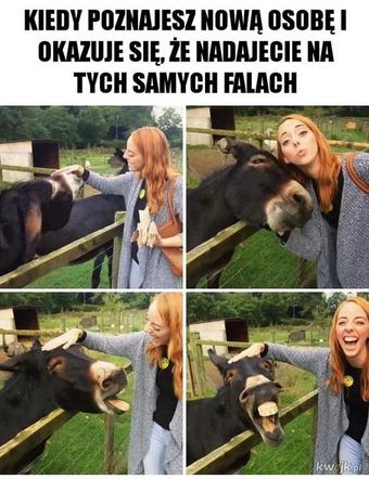 Chcesz poprawić sobie humor? Te memy ze zwierzętami rozbawią cię do łez!