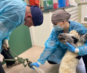 Alpaka Frillis przyszła do weterynarza z chory okiem