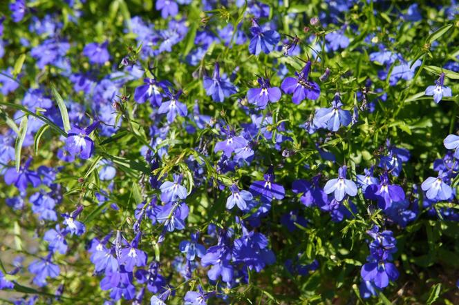 Lobelia przylądkowa