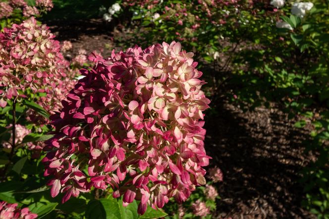 Hortensja bukietowa ‘Little Lime’