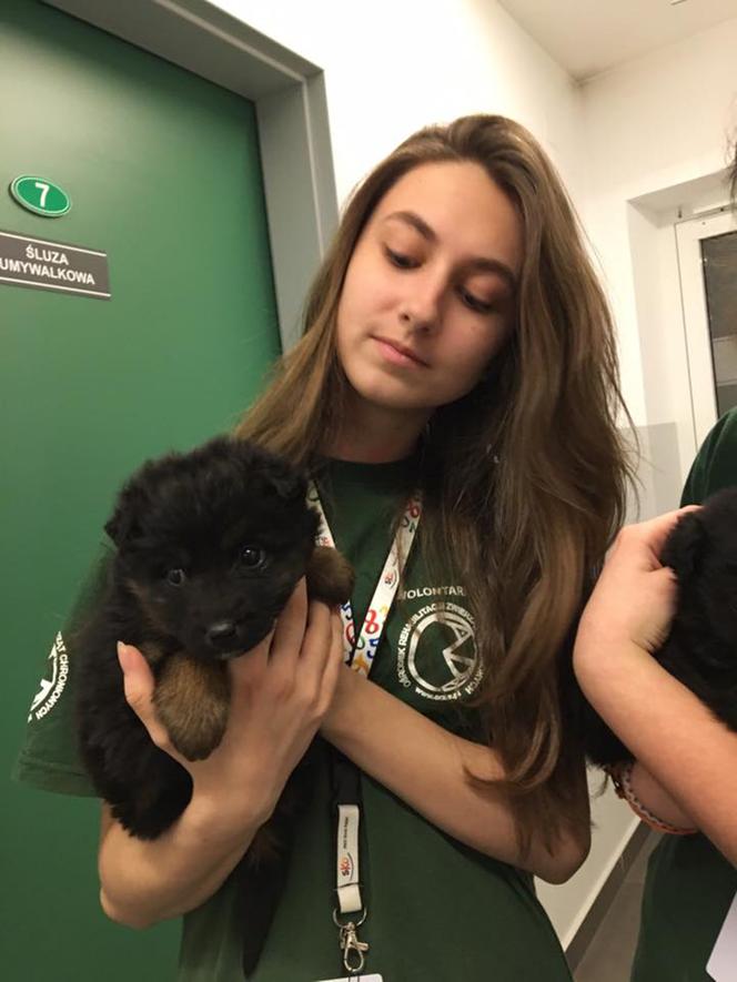 To nie miś, to piesek