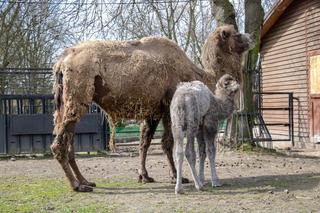 Cud narodzin w chorzowskim ZOO. Na świat przyszła Lola