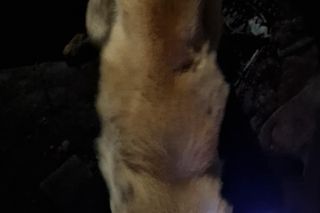 Martwe szczeniaki w workach na zakupy! Wstrząsające odkrycie w mieszkaniu