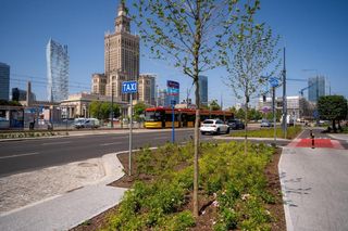 Zieleń na rondzie Dmowskiego w Warszawie