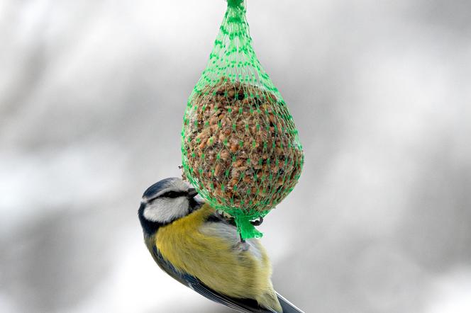 Tego nie dawaj ptakom do jedzenia! Ornitolog podpowiada jak dokarmiać ptaki zimą