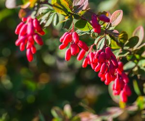 Berberyna: poznaj jej właściwości prozdrowotne i zastosowanie