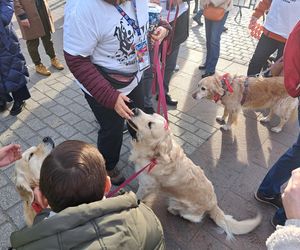 33. Finał WOŚP z grupą krakowskich Golden Retrieverów