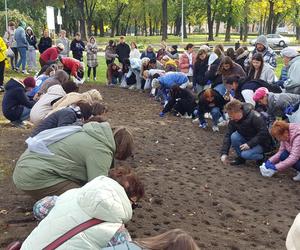 Nie tylko żonkile. Tysiące cebulek kwiatowych posadzono dziś na Polu Nadziei w Lesznie