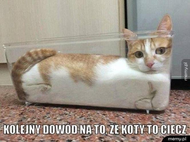 Chcesz poprawić sobie humor? Te memy ze zwierzętami rozbawią cię do łez!