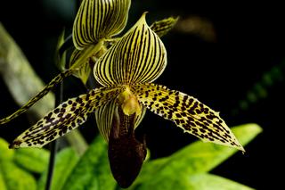 Paphiopedilum rothschildianum