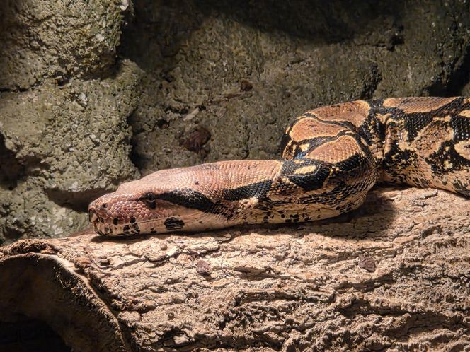 Egzotyczny świat na wyciągnięcie ręki! Zaglądamy do akwarium-terrarium w Myślęcinku