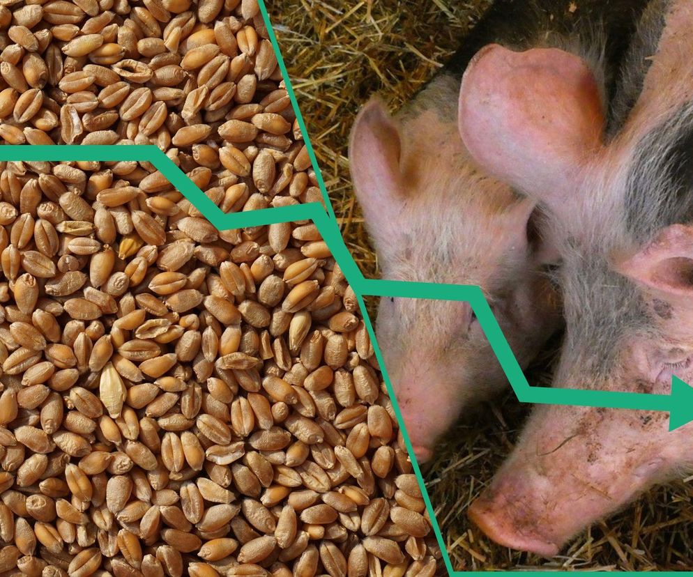 Podzielone ujęcie z ziaren zboża po lewej stronie i dwóch młodych, różowych świń z czarnymi plamami na słomie po prawej, symbolizujące wpływ spadku hodowli na ceny zbóż w rolnictwie, o czym przeczytasz więcej na portalu Super Biznes.
