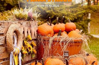 Farma Dyniowa w Legendii