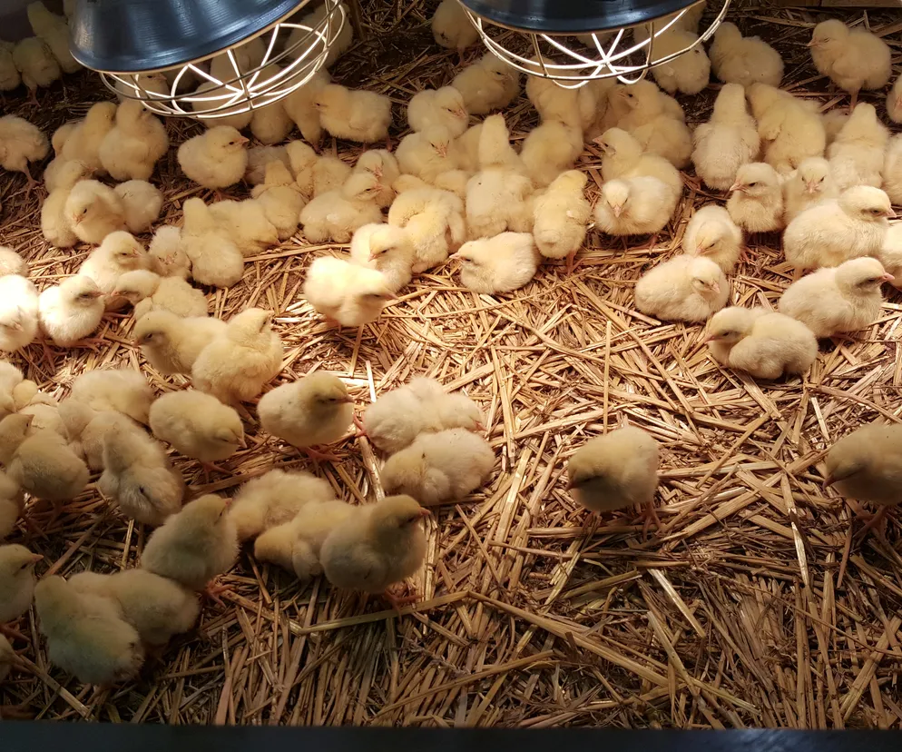 Co robią żywe kurczaki na Politechnice Bydgoskiej?