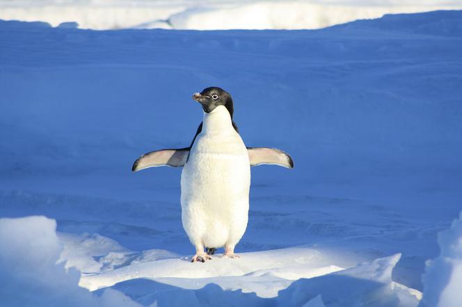 UW organizuje specjalny wykład o pingwinach