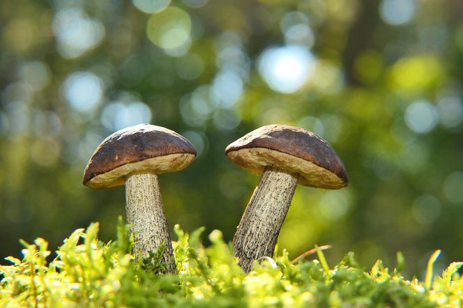 Najlepsze miejsca na zbiory grzybów Śląskiem
